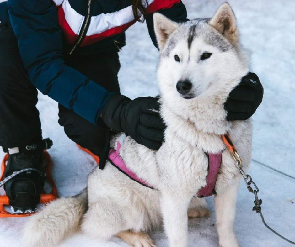 Vaujany Husky
