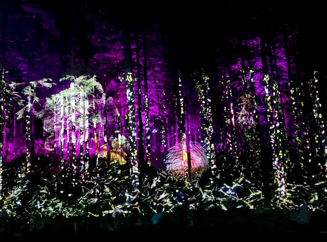 Villard De Lans Light Trail Bois Barbu Forest